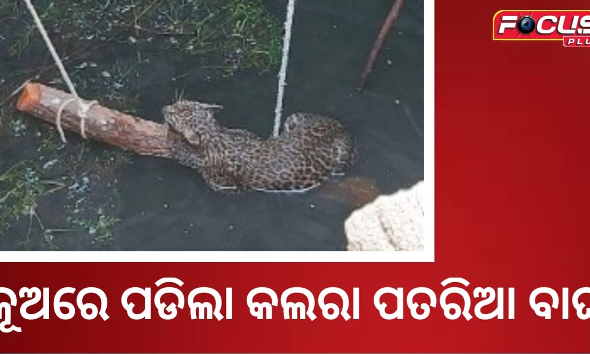 କୂଅରେ ପଡିଲା କଲରା ପତରିଆ ବାଘ