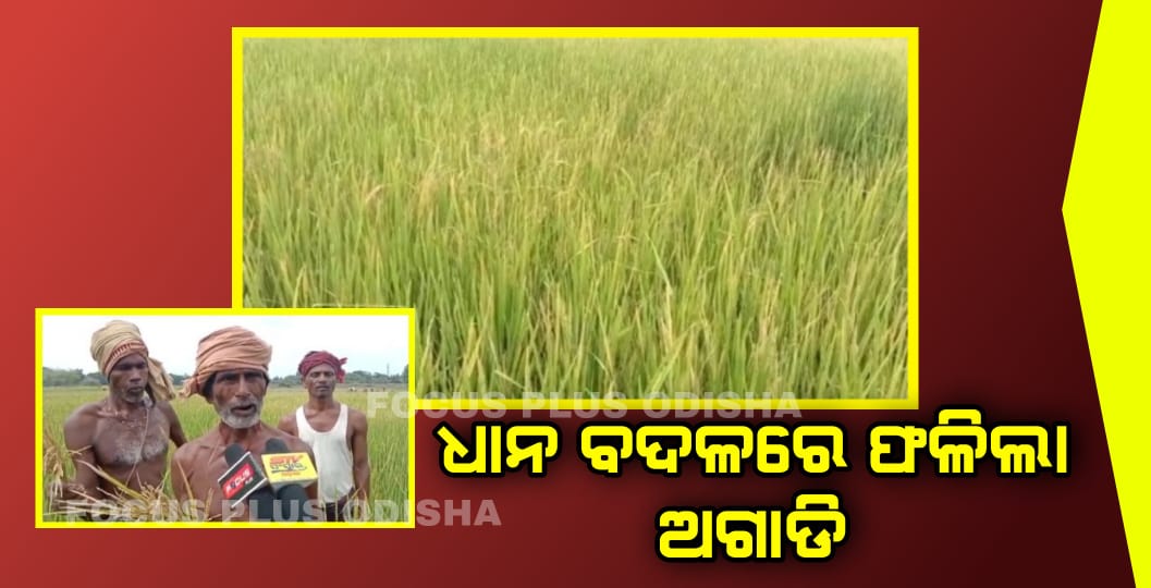 ଧାନ ବଦଳରେ ଫଳିଲା ଅଗାଡି