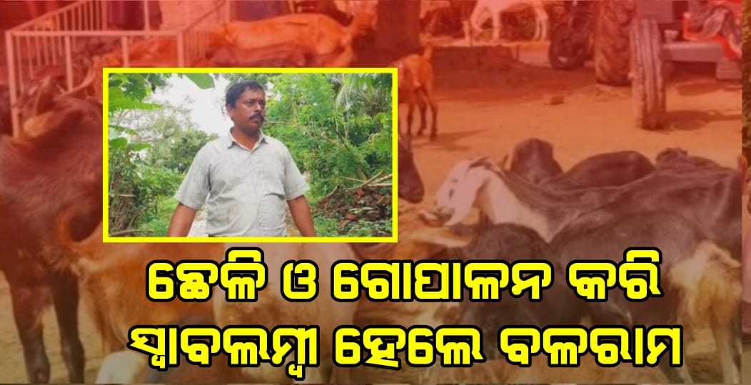 ଛେଳି ଓ ଗୋପାଳନ କରି ସ୍ବାବଲମ୍ବୀ ହେଲେ ବଳରାମ