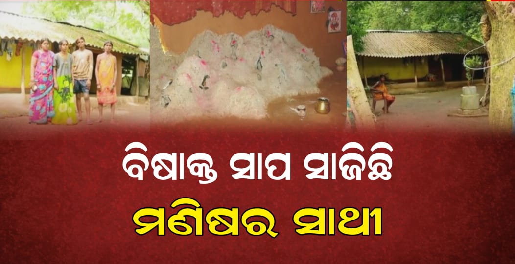 ବିଷାକ୍ତ ସାପ ସାଜିଛି ମଣିଷର ସାଥୀ