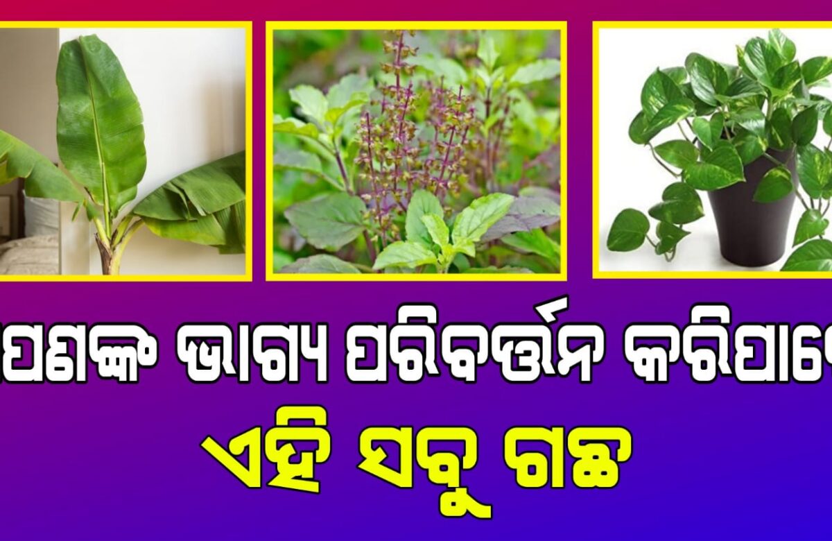 ଆପଣଙ୍କ ଭାଗ୍ୟ ପରିବର୍ତ୍ତନ କରିପାରେ ଏହି ସବୁ ଗଛ |