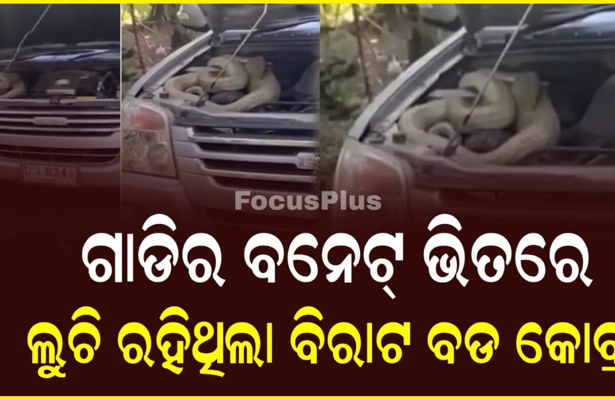 ଗାଡିର ବନେଟ୍ ଭିତରେ ଲୁଚି ରହିଥିଲା ବିରାଟ ବଡ କୋବ୍ରା