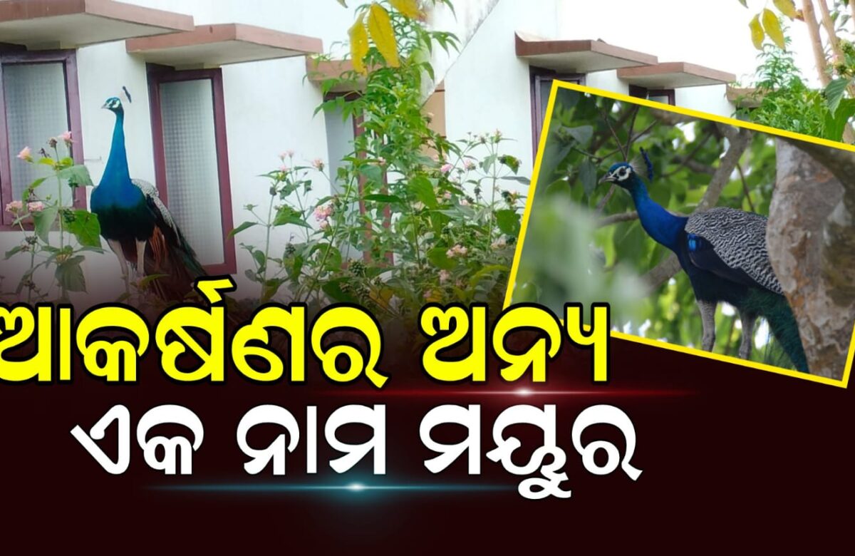 ପ୍ରକୃତିର ଅବଦାନ ମୟୁର ପକ୍ଷୀ