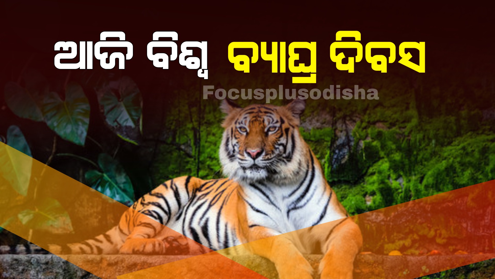 ଆଜି ବିଶ୍ବ ବ୍ୟାଘ୍ର ଦିବସ