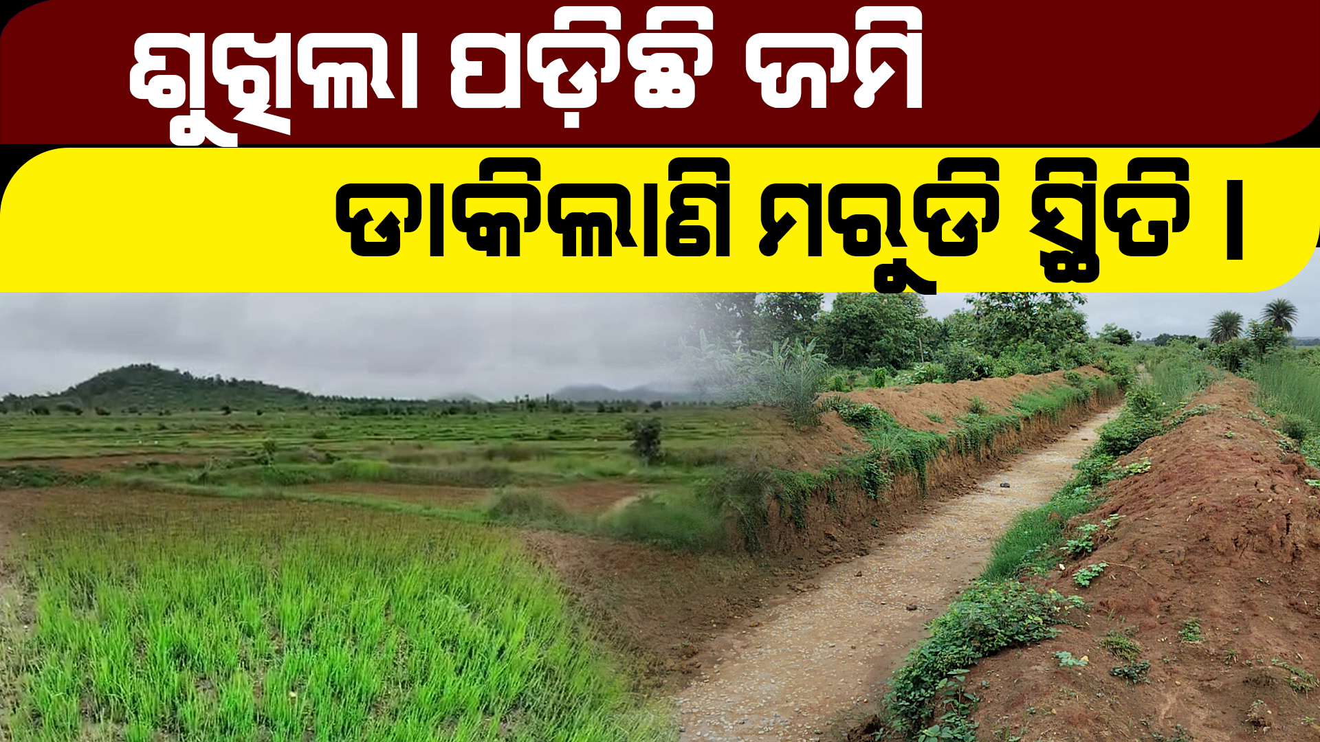 ଶ୍ରାବଣରେ ଶୁଖିଲା ପଡ଼ିଛି ଜମି; ଡାକିଲାଣି ମରୁଡି ସ୍ଥିତି।