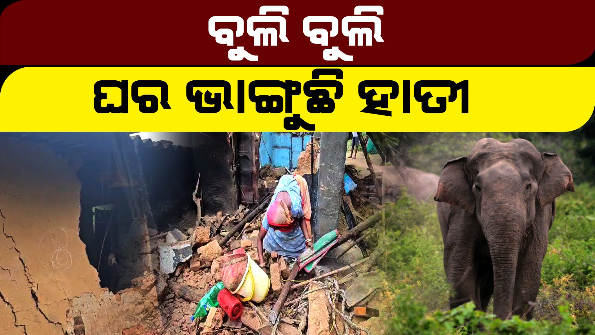 କମୁନି ହାତୀ ଆତଙ୍କ, ବୁଲି ବୁଲି ଭାଙ୍ଗୁଛି ଘର