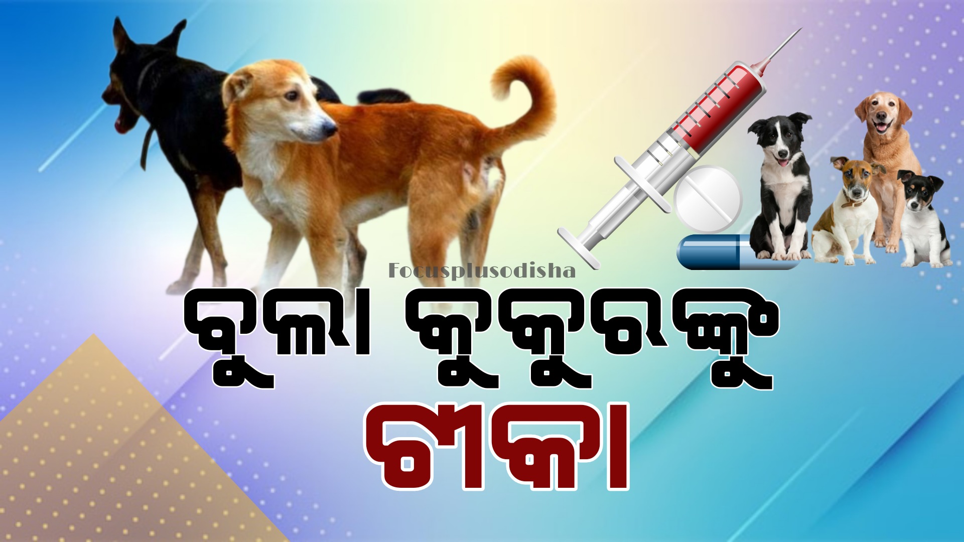 ବୁଲା କୁକୁରଙ୍କୁ ଟୀକା….