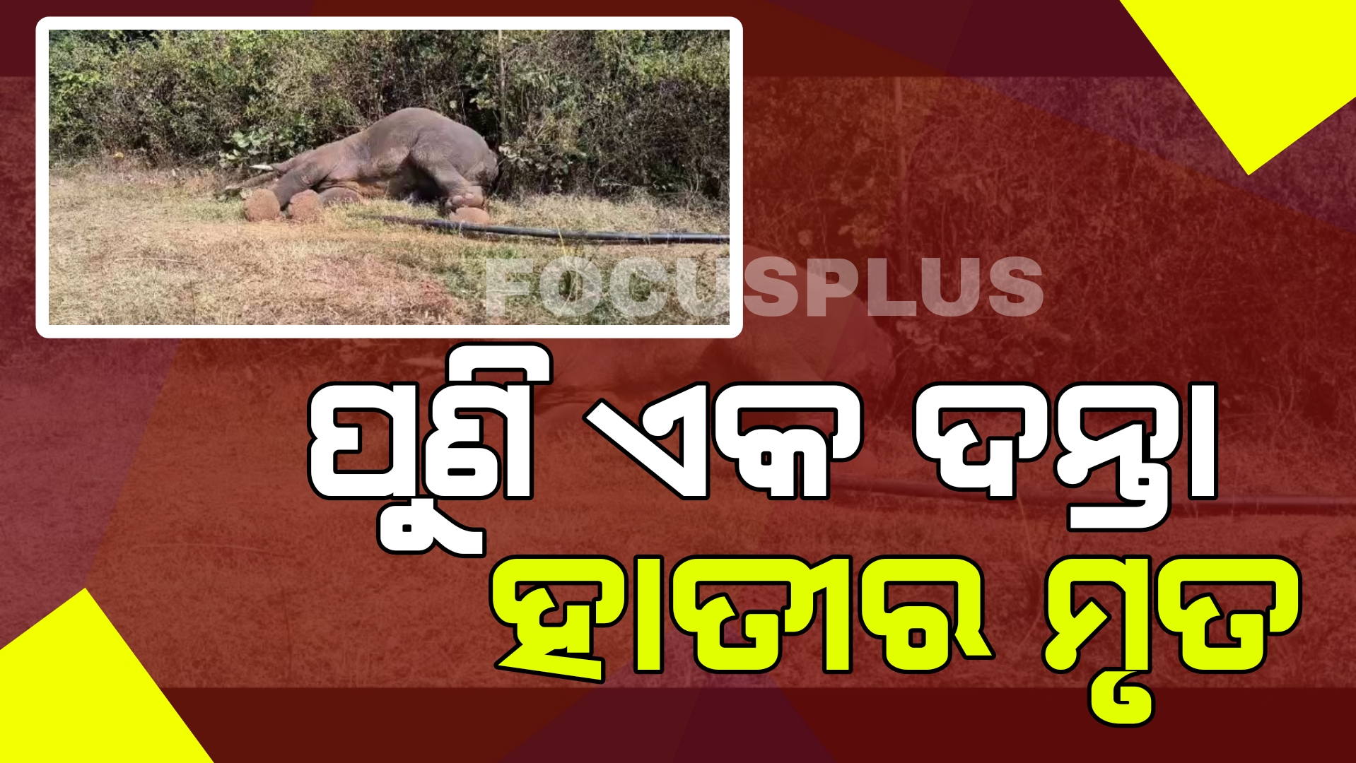 ସମ୍ବଲପୁରରେ ପୁଣି ଏକ ଦନ୍ତାହାତୀର ମୃତ୍ୟୁ