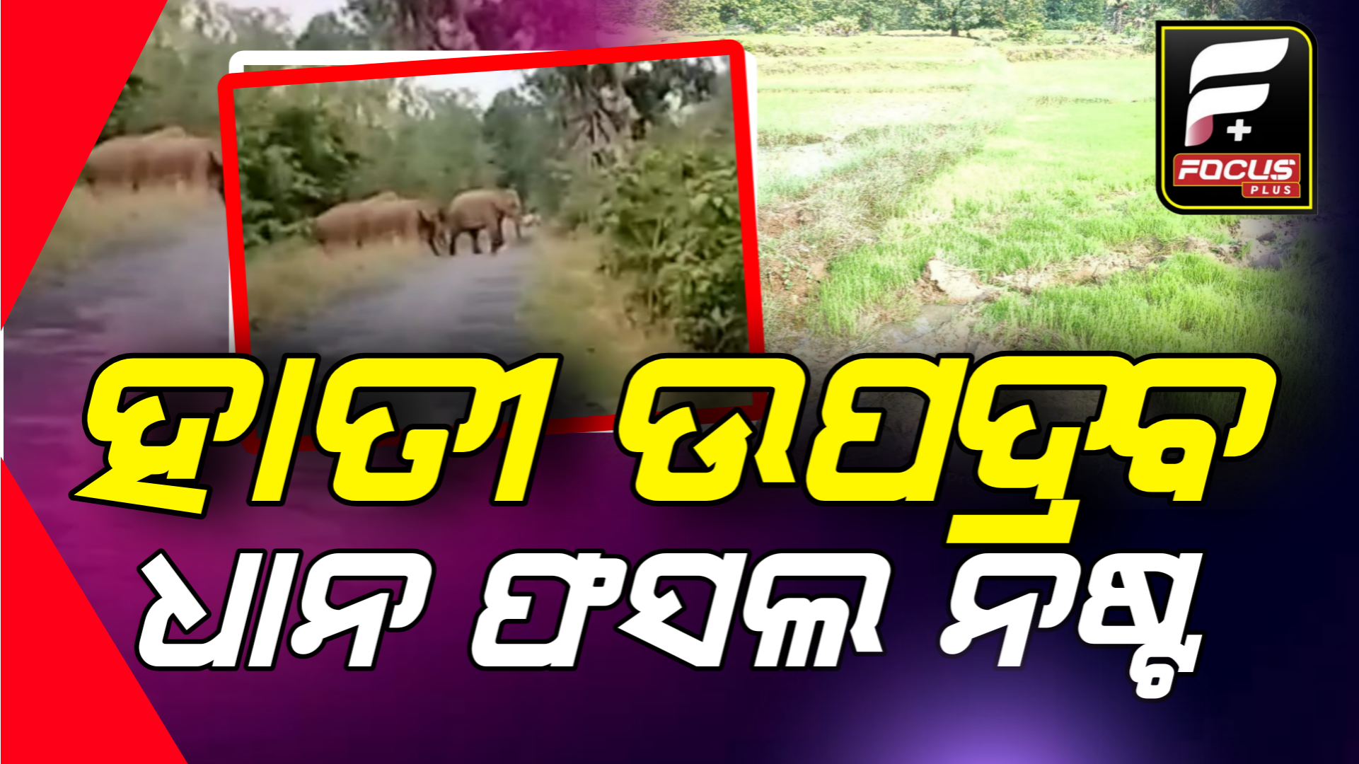ହାତୀ ଉପଦ୍ରବରେ ବହୁ ଧାନ ଗଛ ନଷ୍ଟ, ଅନୁଗୁଳ କିଶୋରନଗର ବ୍ଲକ ବାମୁର ରେଞ୍ଜ ଅଞ୍ଚଳରେ ବୁଲୁଛନ୍ତି  ୩୦ ଟିକିଆ ହାତୀ ପୋଲ!